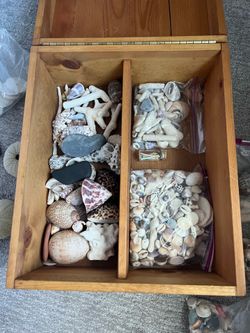 Sea shells coral