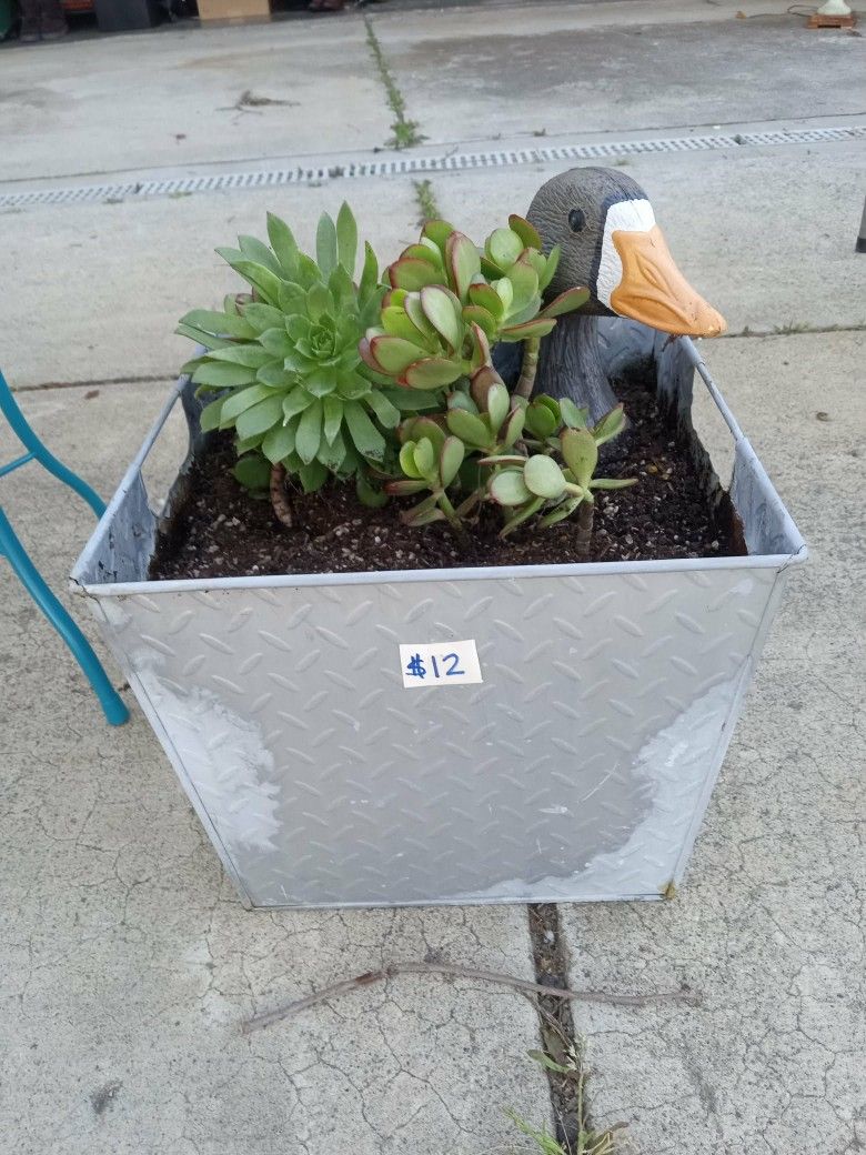 METAL PLANTER WITH SUCCULENTS AND GOOSE HEAD