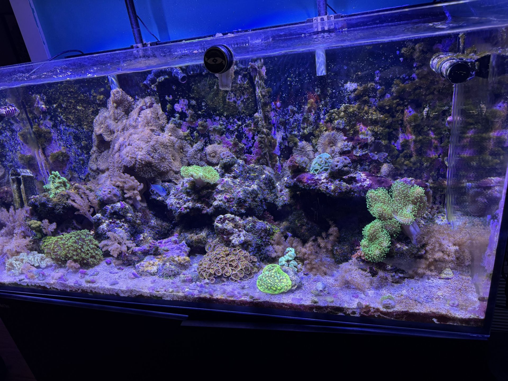 Fish Tank For Sale 112 Gallons