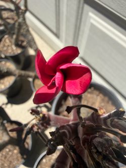 Hawaiian plumeria’s red/dark pink