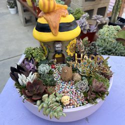 Mother’s Day Succulent Gifts 