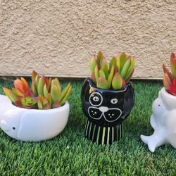 Succulent Arrangements