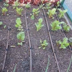 Drip System