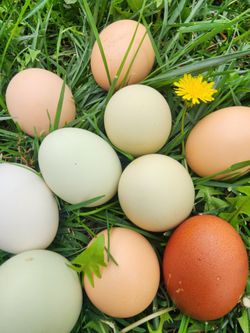 Farm Fresh And Organic