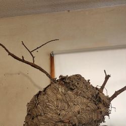 Wasp Nest 