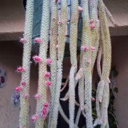 Blooming Rat Tails Cactus $35