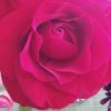 Rosa 🌹