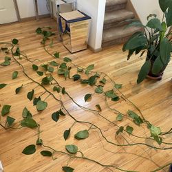 Pothos Healthy