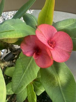 Corona De Cristo Ruby