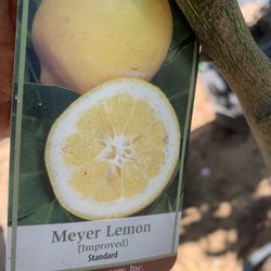 Meyer Lemon Tree 15gal