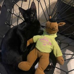 Selling Toy To A Good Home