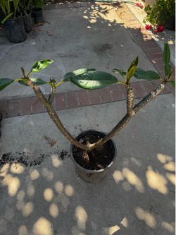 Plumeria pink
