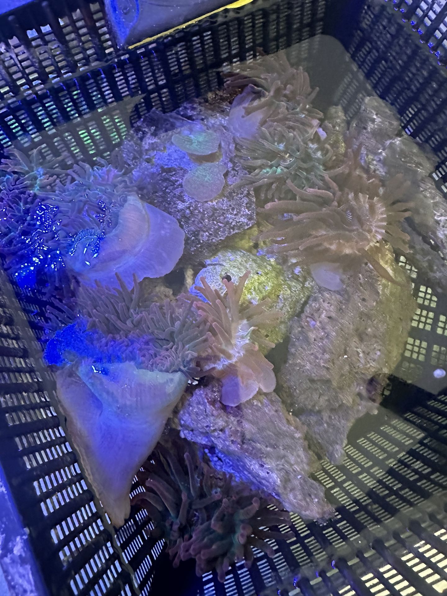 Bubbletip Anemone