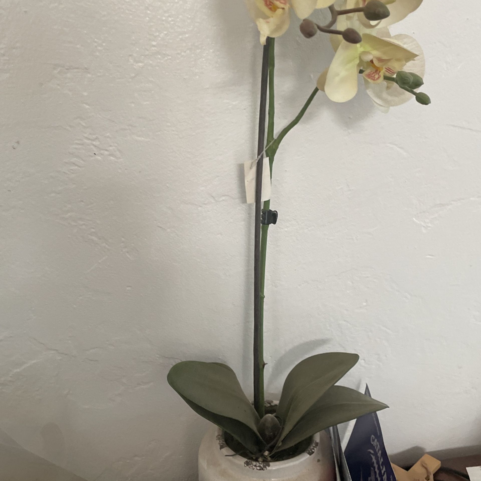 Vase With Flower 5.00