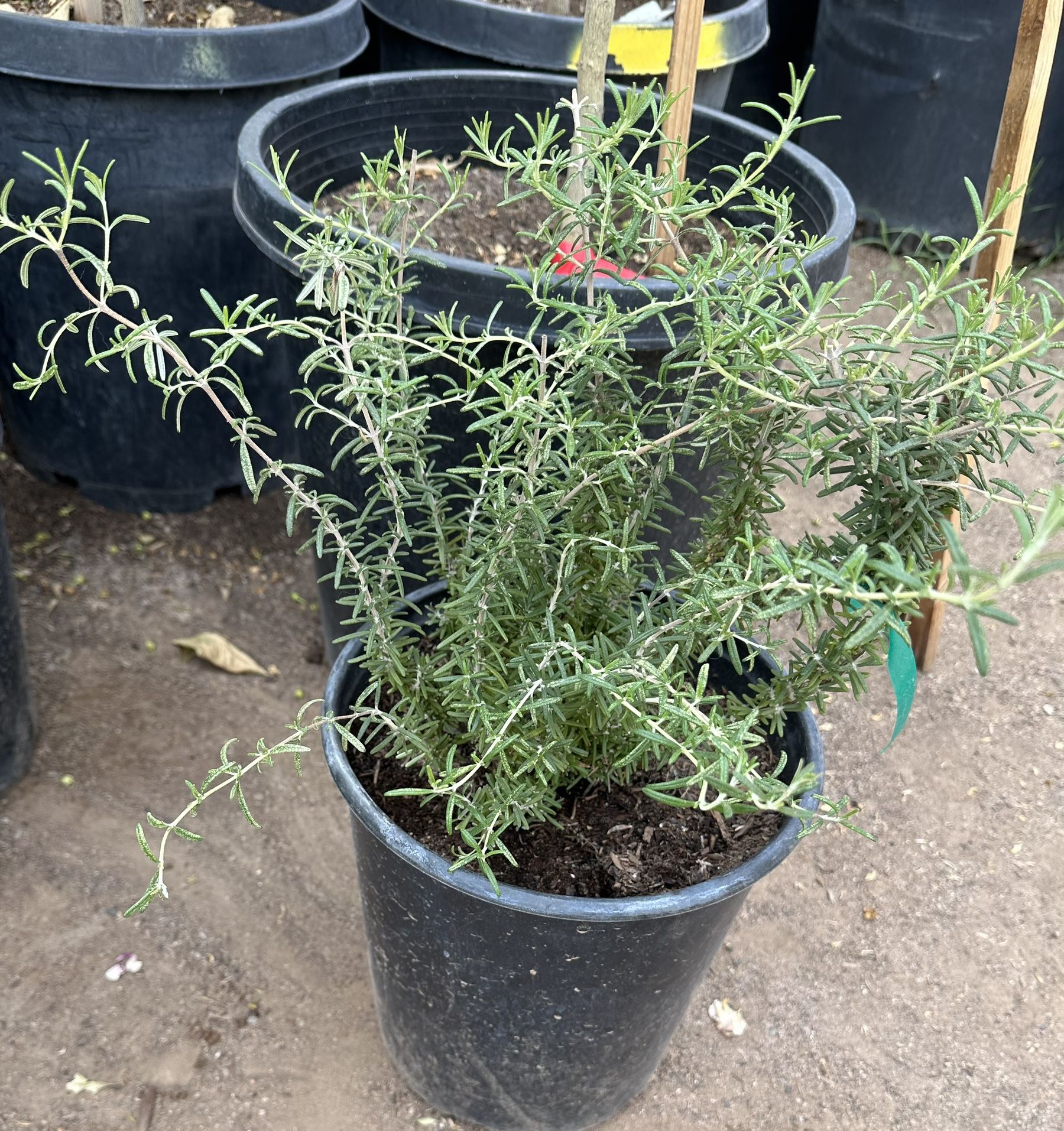 Rosemary I’m 5 Gallons And One Gallons $25 And $10 Each Price Firm 