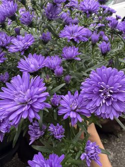 🌸 Perennial New York Aster (Aster novi-belgii) – 1 Gallon, Healthy & Blooming