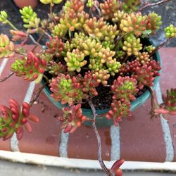 Succulent Plant In 1 Gallon Pot 