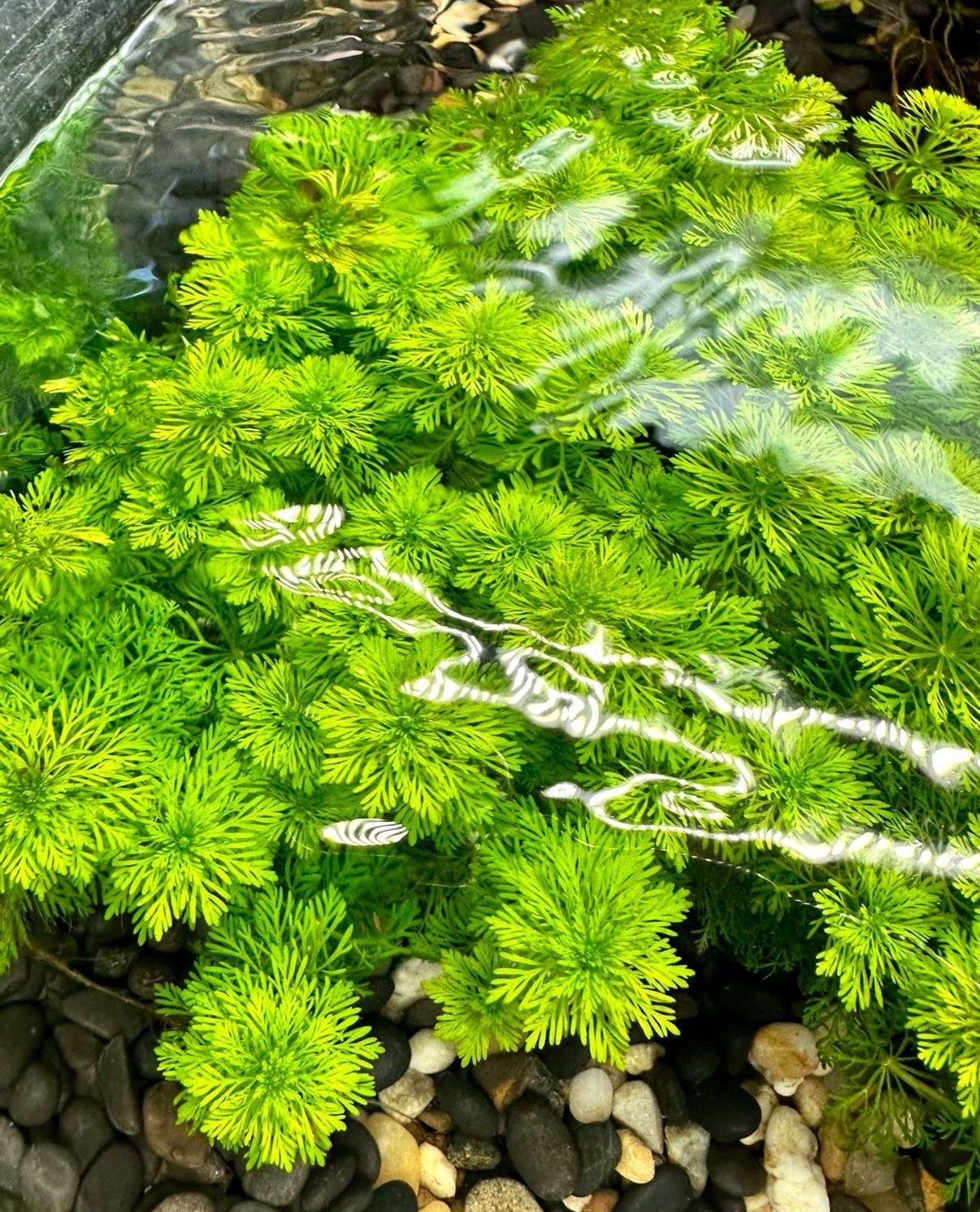Limnophila Heterophylla - Aquatic Plant Bunch - Low-tech Aquarium Plant - Easy Freshwater Plant For Aquascape Aquascaping Fish Tanks