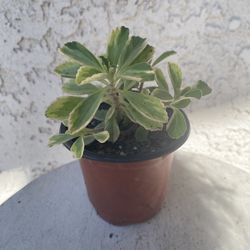 4 Inch Pot Succulent Plant- Plectranthus Neochilus Variegated - Mike's Fuzzy Wuzzy - Blue Lobster Flower - Rooted & Stablished - Drought Resistant - ?