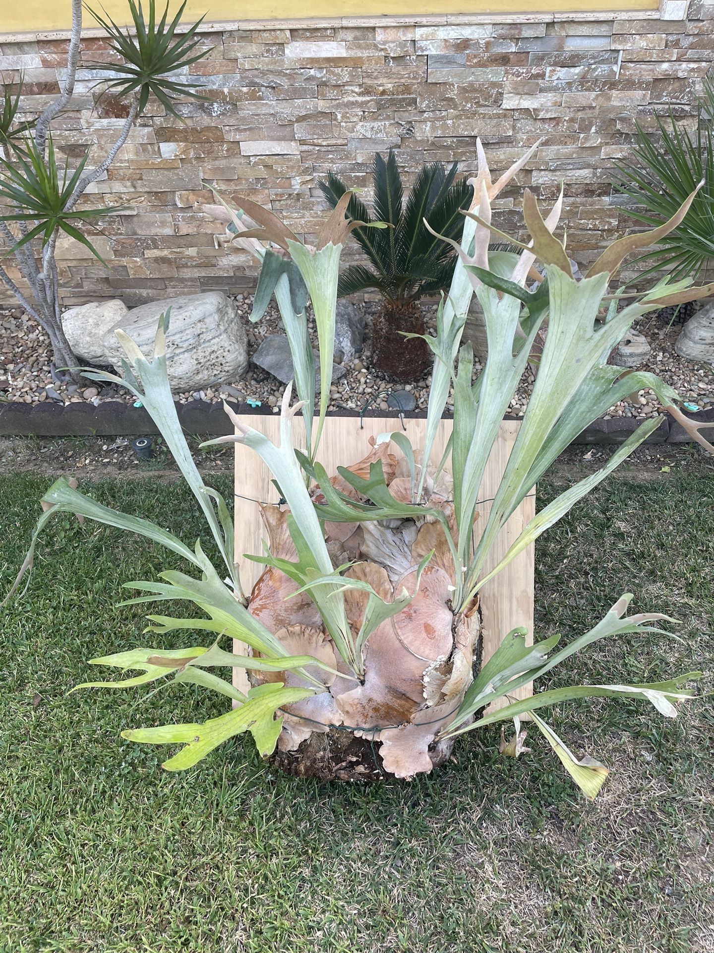 Large Staghorn Fern Plant
