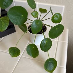 Chinese Money Plant (Pilea Peperomioides) 