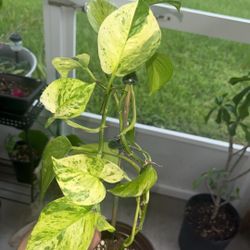 Beautiful Variegated Jessenia