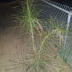 Lot Of 2 Palo Verde Trees 