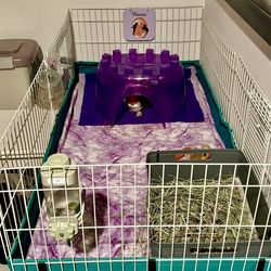 Complete Guinea Pig Setup.