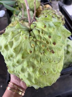 AP2 African Pride 2 Atemoya AKA Australian Cherimoya Fruit Tree