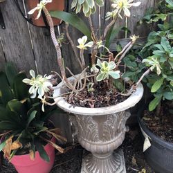 BEAUTIFUL SET OF PLANTEES VASES