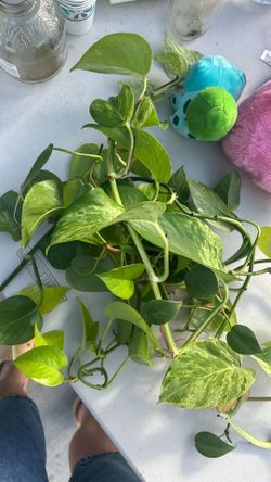 Free Plant
