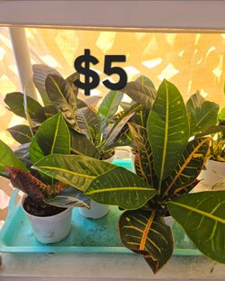 Croton Plants