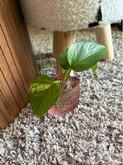 Rooted Golden Pothos