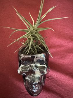 Skull Airplant