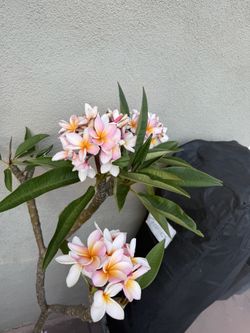 Beautiful NOID Plumeria, Very Fragrant, About 5.5 To 6 Ft T