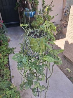 CLEARANCE SALES "Monstera Swiss Cheese " Plant $25