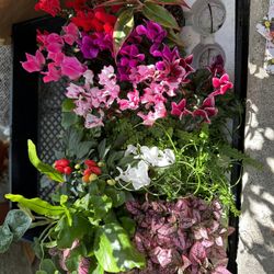Mini Plants 1” 