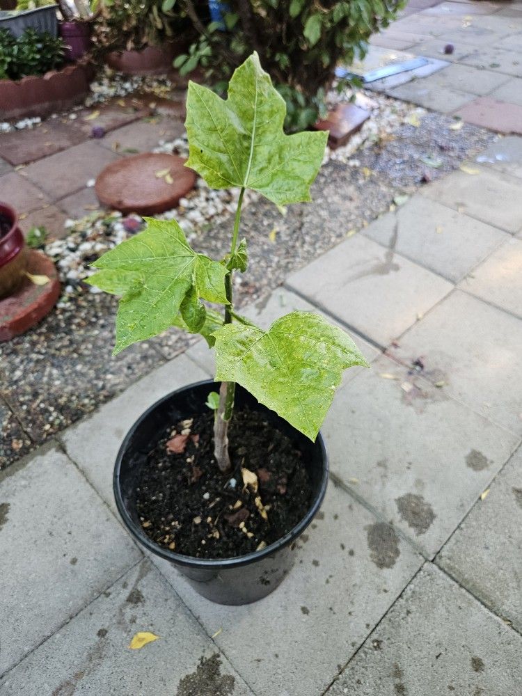 Bele Plant In 5 Gallon Pot