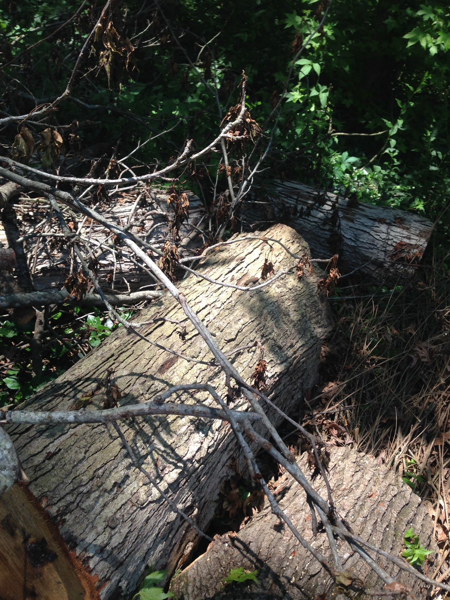Free wood stumps and branches