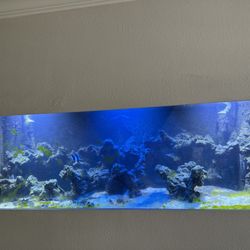 saltwater aquarium