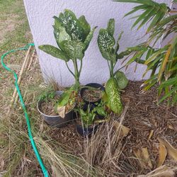 Tropical Dumb Cane Dieffenbachia
