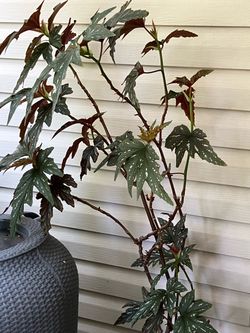 Begonia