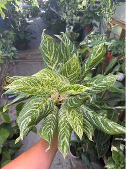 6” Aglaonema golden madonna