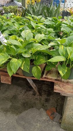 🌿 Hawaiian Pothos – 1 Gallon for $10!