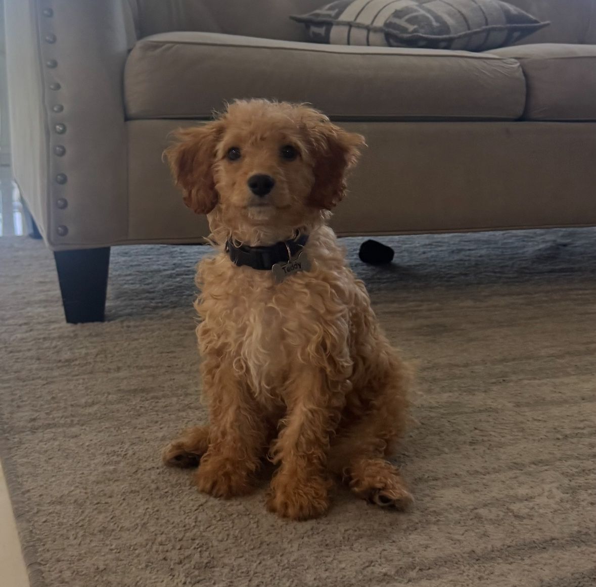 Cavapoo For Sale 