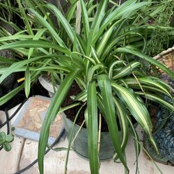 Spider Plant Healthy.