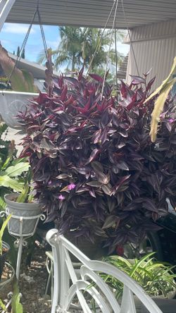Super large, gorgeous plant beautiful color gets tiny pink flowers occasionally