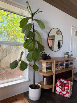 7ft Mature Fiddle Leaf Fig Tree | Large Tall Indoor Statement Plant