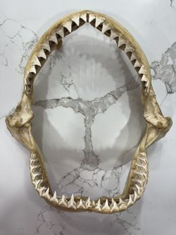 Bull Shark Jaw 12x12” 