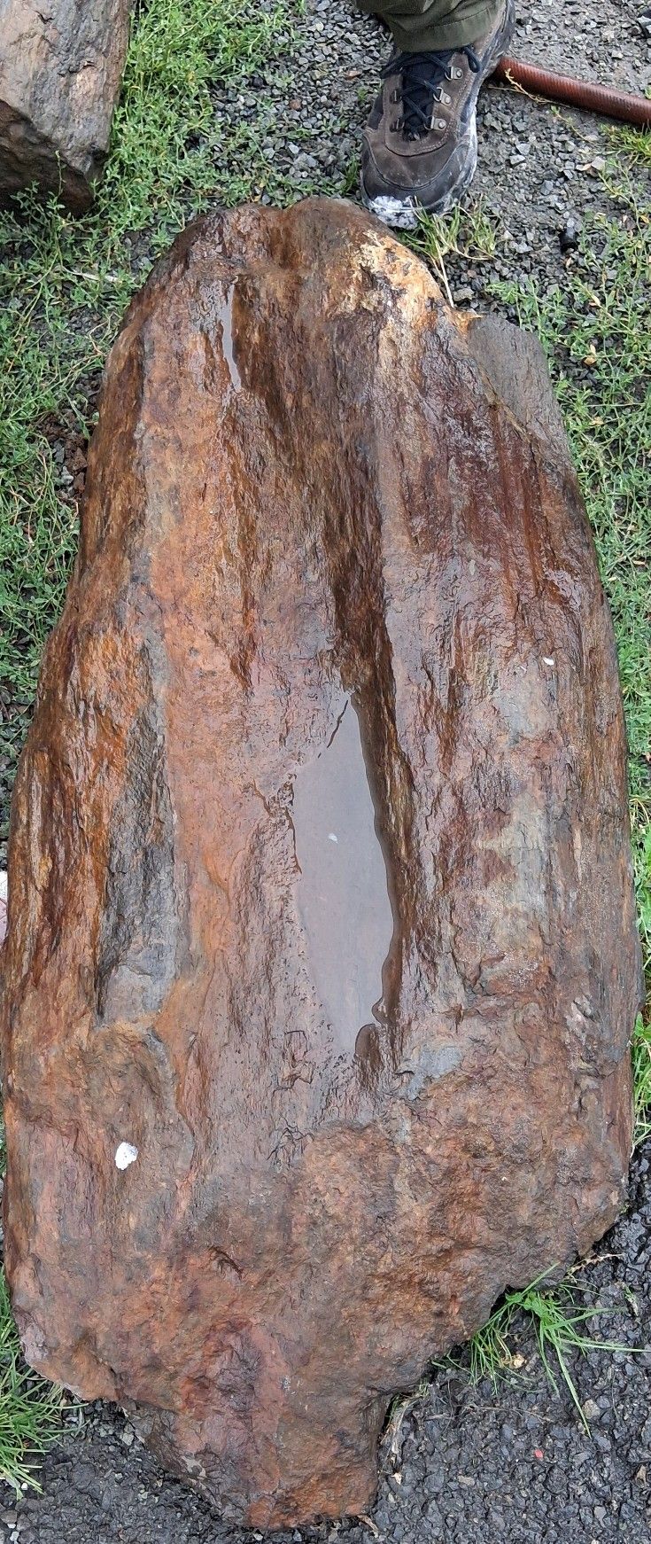 Petrified Wood
